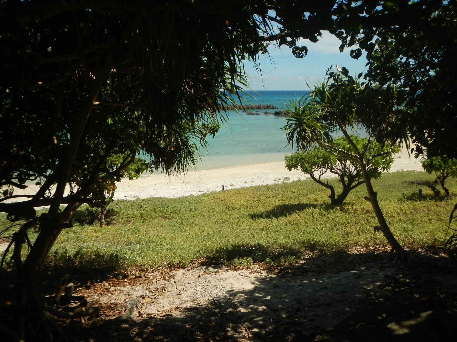 Turquoise water and trees on a quiet beach in Japan