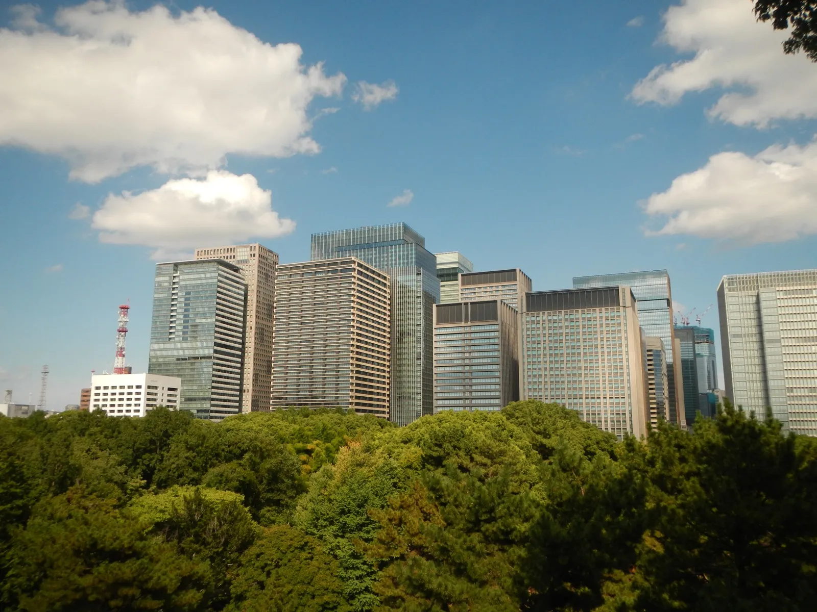 Tokyo office towers rising above a line of trees